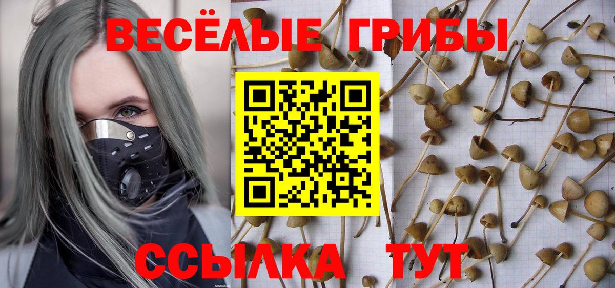 Псилоцибиновые грибы Psilocybe Кисловодск